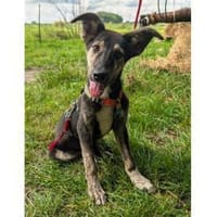 Glan - wartet in 26427 Holtgast, Hund zur Adoption