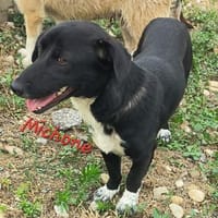 MICHONNE, Hündin zur Adoption