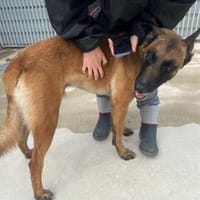 Negro sucht seinen Platz für's Leben, Hund zur Adoption