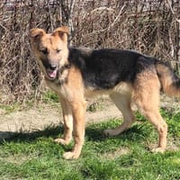 SINDRI  wartet schon so lange..., Hund zur Adoption