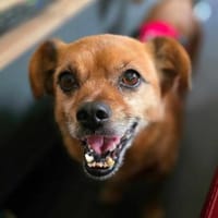 Dori - unkompliziert und sehr ruhig, Hündin zur Adoption