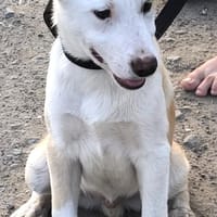 LINO - liebt Alle und Jeden....., Hund zur Adoption