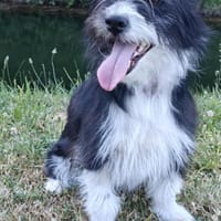 Lolly sucht ihr Für-Immer-Zuhause!, Hündin zur Adoption