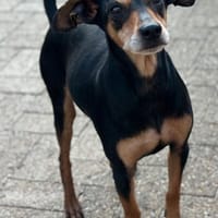 Tequila, Zwergpinscher, 6 Jahre, Hund zur Adoption