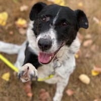 Tucker, Mischlingsrüde, 13 Jahre, Hund zur Adoption