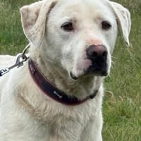 Tobi - lieber Schatz wartet in PLZ 29410, Hund zur Adoption