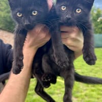 Mina & Mavie suchen Dich!, Katze zur Adoption
