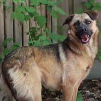 Rosi, Mischlingshündin, 4 Jahre, Hündin zur Adoption