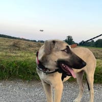 Hamlet, fröhlich, menschenbezogen,sozial, Hund zur Adoption
