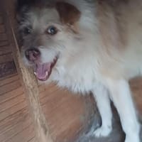 Odin sucht sein Zuhause, Hund zur Adoption
