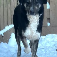 Ringo, Mischlingsrüde, 4 Jahre, Hund zur Adoption