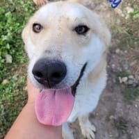 TEDDY wartet schon so lange..., Hund zur Adoption
