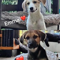 Welpen aus dem Tierschutz suchen zu Haus, Hund zur Adoption