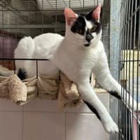 Max aus dem Tierschutz Kreta, Kater zur Adoption
