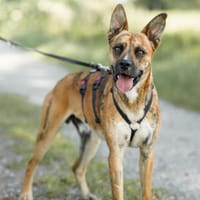 Max, Hund zur Adoption