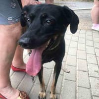 Barsik sucht ein Zuhause, Hund zur Adoption