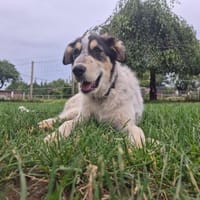 Billo 💙💙💙 ein entzückender Hundebub, Hund zur Adoption