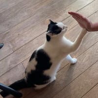 Resi sucht ..., Katze zur Adoption