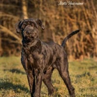 Gino, Riesenschnauzer, 5 Jahre, Hund zur Adoption