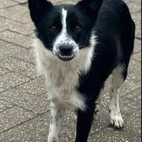 Lucy, Mischlingshündin, 10 Monate, Hündin zur Adoption