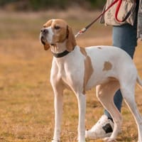 Sissy, Bracke Mix, 3,5 Jahre, Hündin zur Adoption