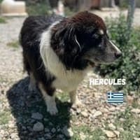 Hercules, Hund zur Adoption