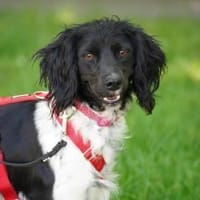 Chica sucht ihr Zuhause, Hündin zur Adoption