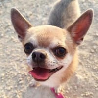 Pepito sucht ein neues Zuhause, Hund zur Adoption