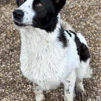 Sally, Mischlingshündin, 8 Jahre, Hund zur Adoption