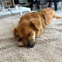 Lexie, unser kleines Zaubermaus 🐾, Hündin zur Adoption