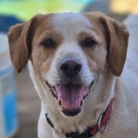Clara, Hündin zur Adoption