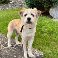 KENO, Wuschelbär sucht Körbchen..., Hund zur Adoption