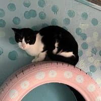 FiV+ Katze Minnie aus dem Tierschutz, Katze zur Adoption