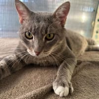 Joey aus dem Tierschutz, Kater zur Adoption