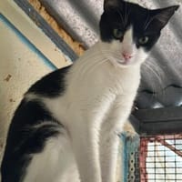 Minnie aus dem Tierschutz, Katze zur Adoption