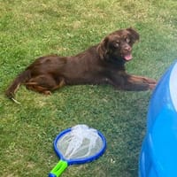 Assen, Hund zur Adoption