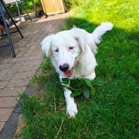 Arik, Hund zur Adoption