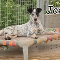 Begrüßt Joep Sie als nächstes??❤❤, Hund zur Adoption