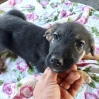 Anni 30 cm (Jul 25) Pflegestelle, Hündin zur Adoption