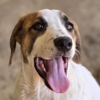 Daphne, Hündin zur Adoption
