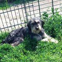 Tabby, Hündin zur Adoption