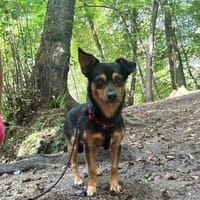 Lupi-aufgeschlossen und anhänglich, Hund zur Adoption