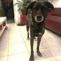 Bear, Hund zur Adoption