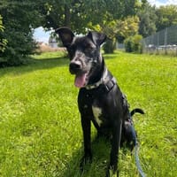 Omega - süßer Jungspund sucht Zuhause, Hund zur Adoption