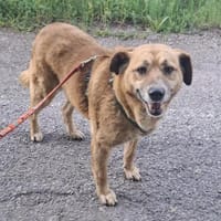 Sofia, Hündin zur Adoption