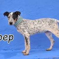 Joep sucht sein Leben mit dir🎈, Hund zur Adoption