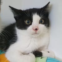 DELICE CHA, chat à adopter
