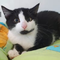 SURPRISE CHA, chat à adopter