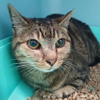 IRIS CHA, chatte à adopter