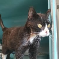 PHYTO QCT, chat à adopter